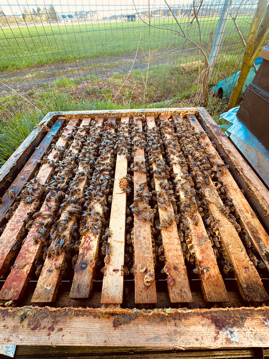 Bijenvolk simplex zesramer met f1 buckfast koningin 2025