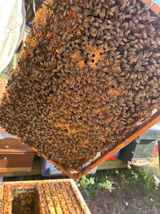 Bijenvolk Dadant zesramer met f1 buckfast koningin 2025